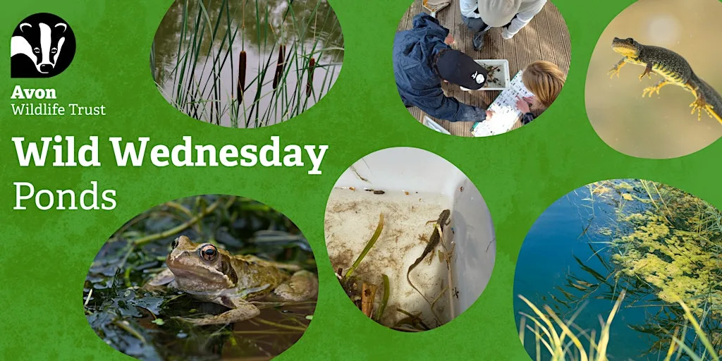 Youth Event: Wild Wednesdays - Ponds at Grow Wilder