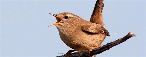 Identifying Birds by Sound at Armadale