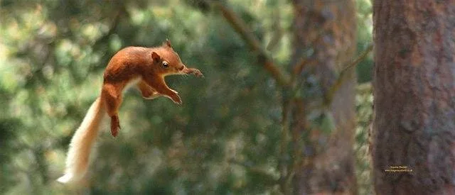 Nature Nippers - Secretive Squirrels at Killiecrankie Visitor Centre and Jacobite Café