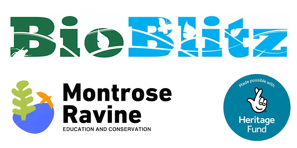 Pond Dipping at Montrose Ravine at Montrose Ravine
