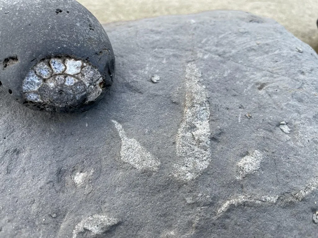 Whitby Fossil Foray at Tate Hill Sands