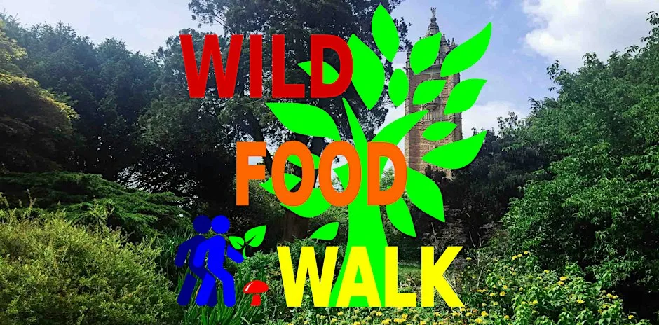 October Brandon Hill Park (Bristol) Wild Food Foraging/ Foragers Walk.