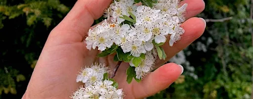 The Nature of Wellbeing: connect with nature for wellbeing and enjoyment
