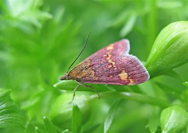 Family Moth Trap and Trail at Kingcombe at Kingcombe Visitor Centre