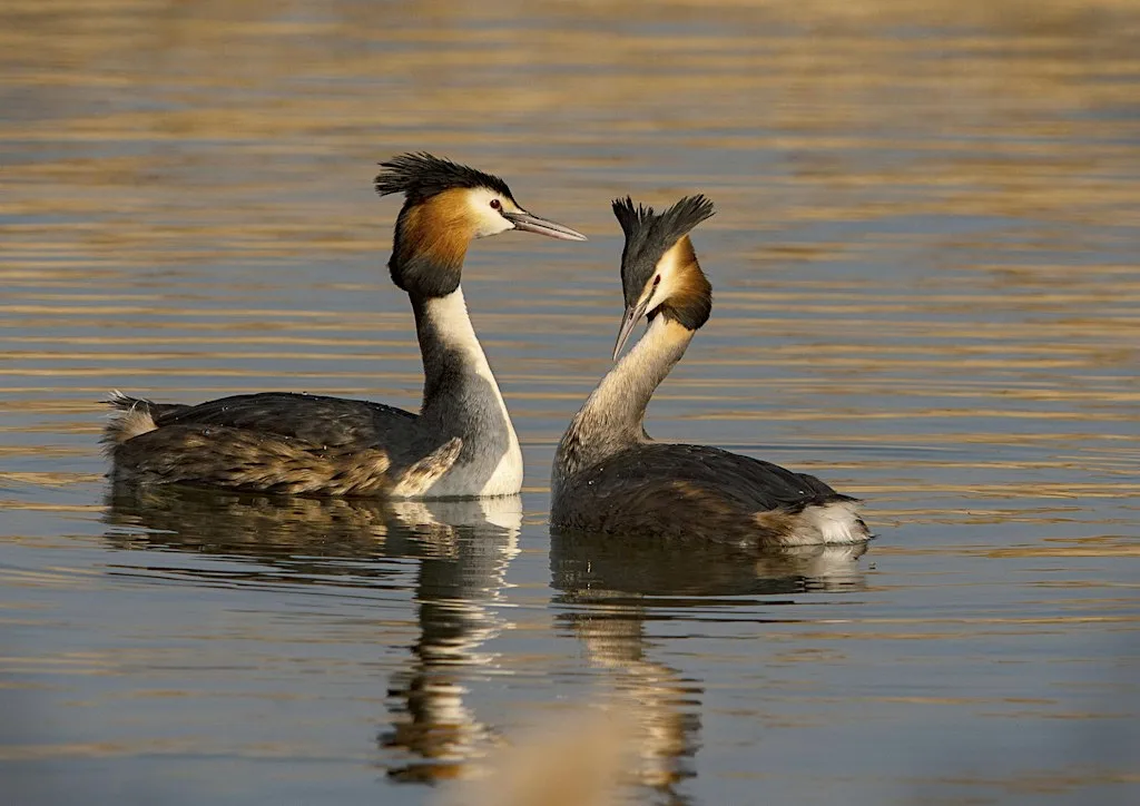 Birdwatching and Identification Walk at Attenborough Nature Centre