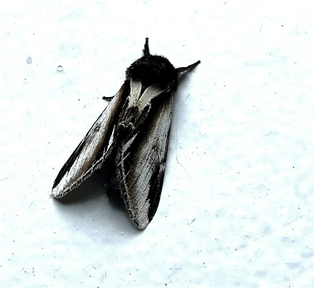 Magical Moths - A wildlife discovery workshop at Fort William Library
