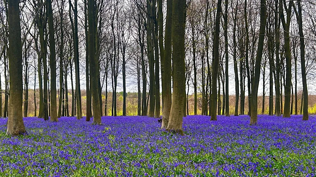Hike the Stour valley and Kings Wood, Wildflowers and Bluebells