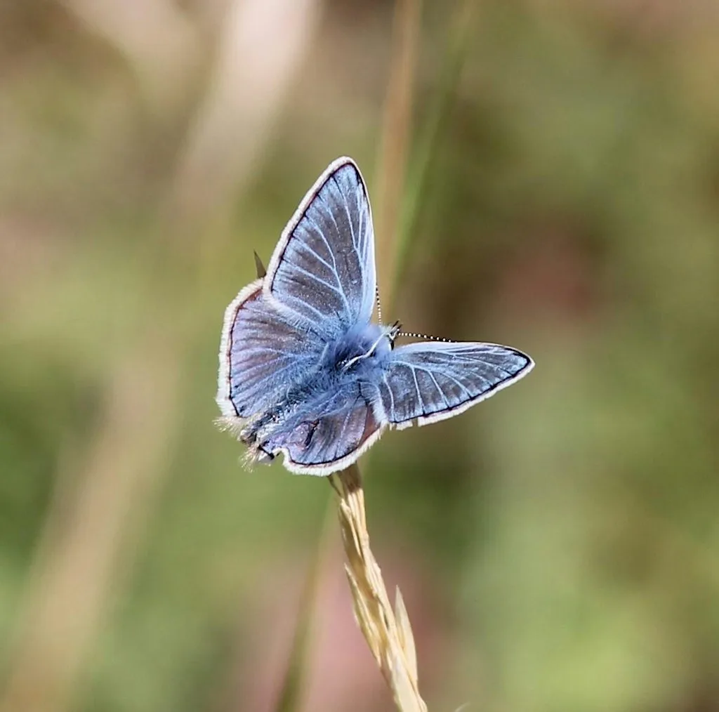 Thameside butterfly seekers wild art at Thameside Nature Discovery Park (new)