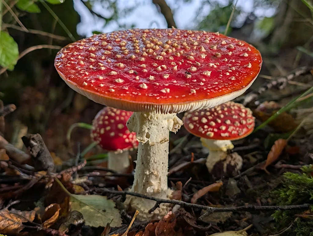 Fungi Foray with Tony Wilson at Scottish Wildlife Trust - Loch of the Lowes Visitor Centre & Wildlife Reserve