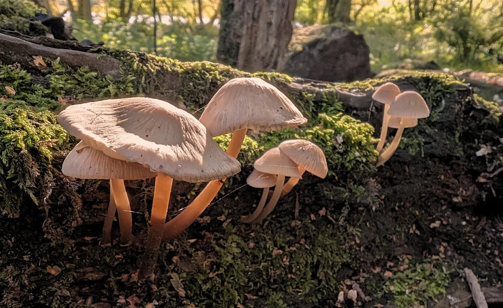 Fungi Foray with Tony Wilson