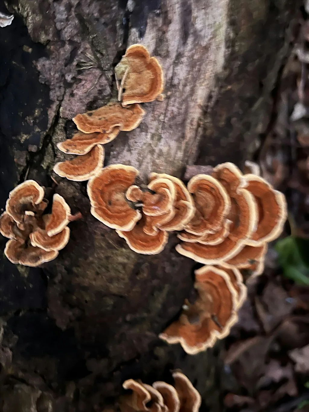 Fabulous Fungi & Forest Bathing in Stambourne Woods