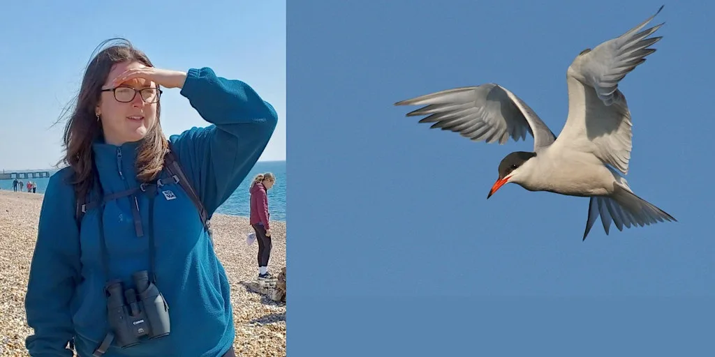 Beginners Birding with Mya Bambrick, Rye Harbour Nature Reserve (420337035) at Rye Harbour Nature Reserve