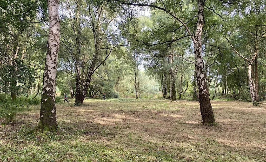 Introduction to Identifying Trees in Summer