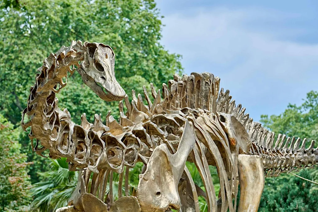 Fern the Diplodocus: A Structural Tale/AGM
