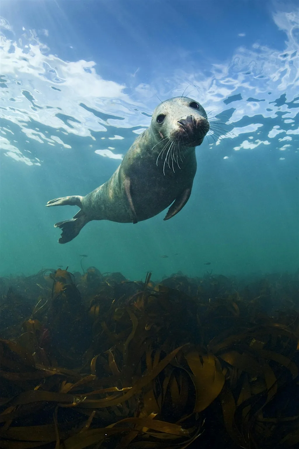 Beneath the Waves: Discovering Lincolnshire’s Marine Life – talk & dinner at Gibraltar Point National Nature Reserve