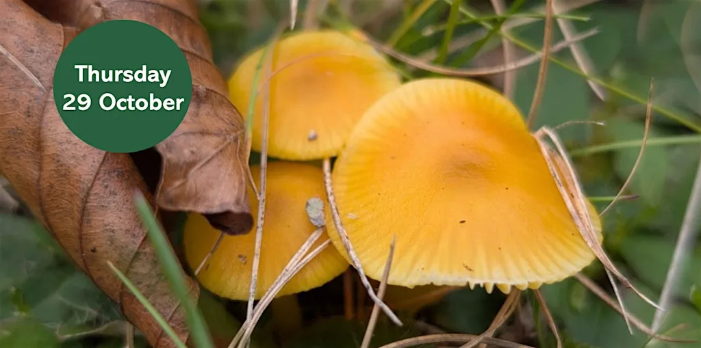 Gosforth's Wild Web: Waxcap Wander at Coburn Close, Burradon