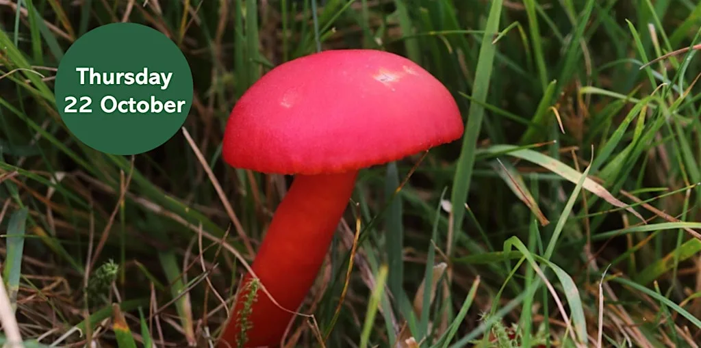 Gosforth's Wild Web: Waxcap Wander at Big Waters Nature Reserve