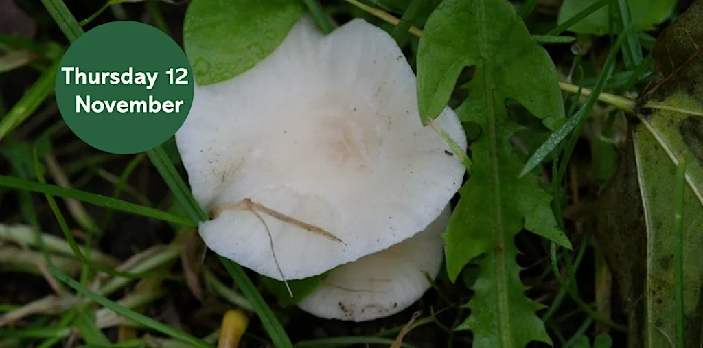 Gosforth's Wild Web: Waxcap Wander