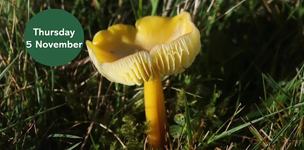 Gosforth's Wild Web: Waxcap Wander at Havannah and Three Hills Nature Reserve