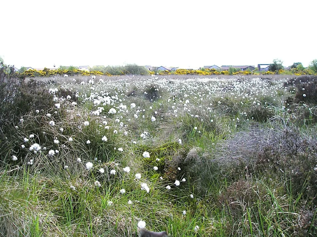 Portlethen Moss Meander at Portlethen Moss