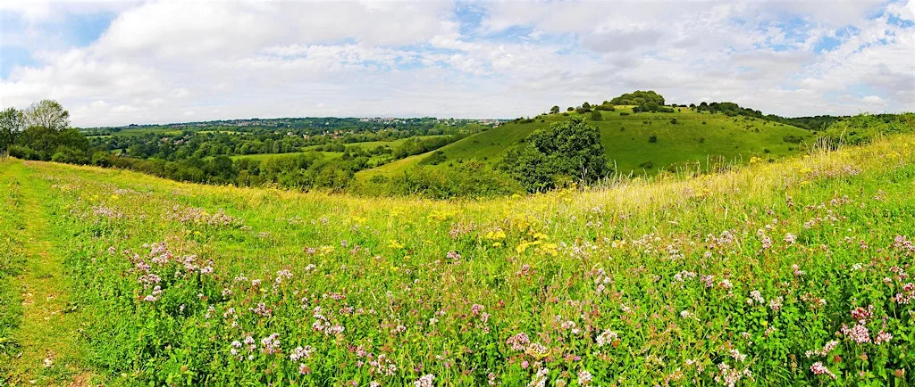St Catherine’s Hill: Spring on the Chalk at St. Catherine's Hill