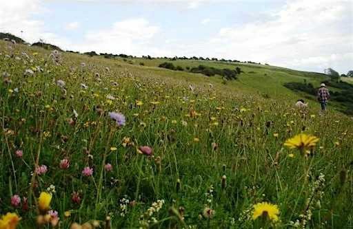 Chalk Downland Wildlife Walk: Arreton Down at Arreton Down nature reserve