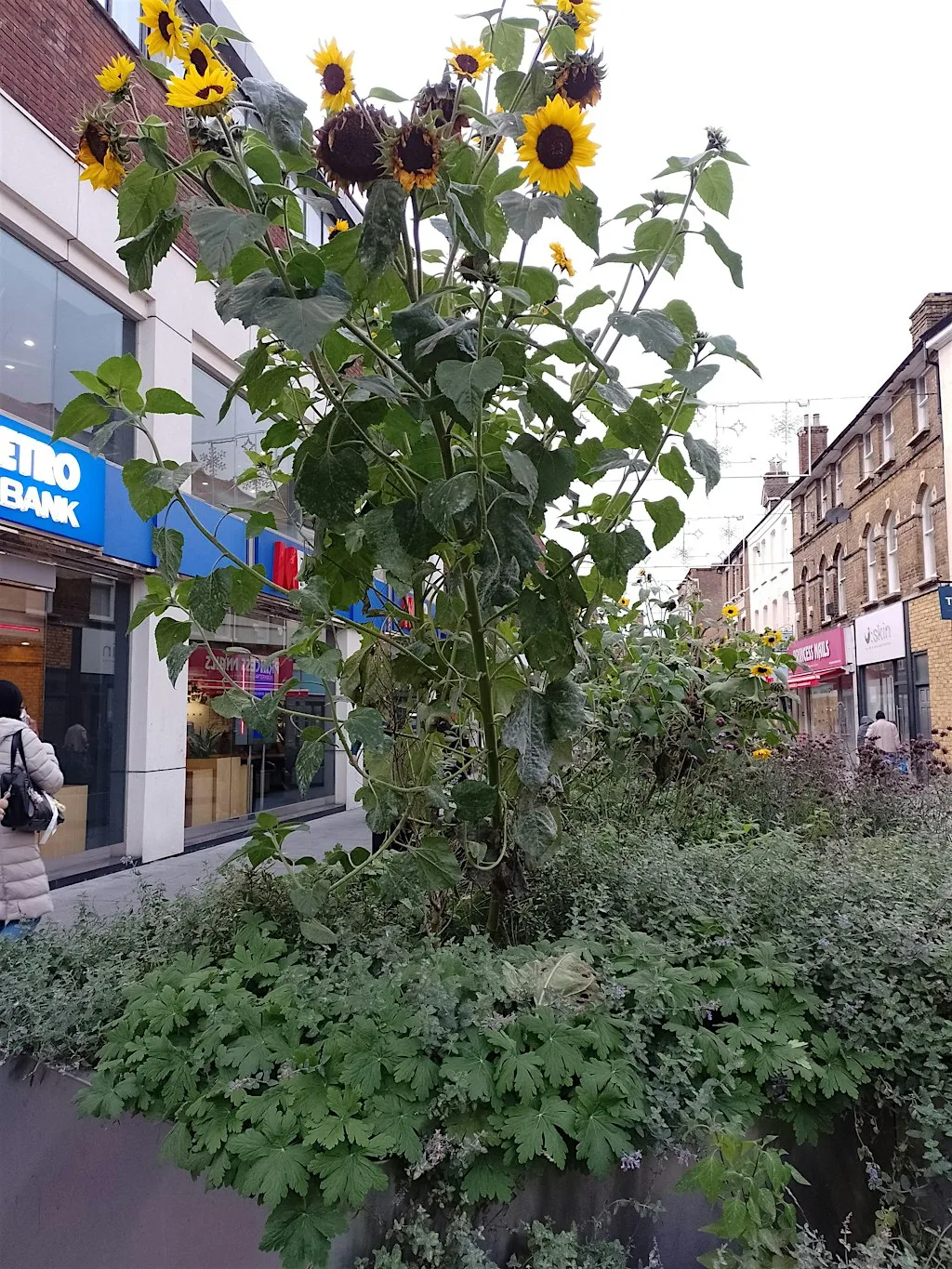 Nature at the heart of White Hart Street