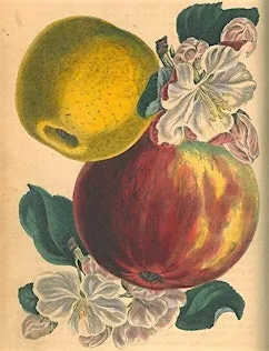 Apples galore! Searching for heritage varieties in Southampton at Hartley Library
