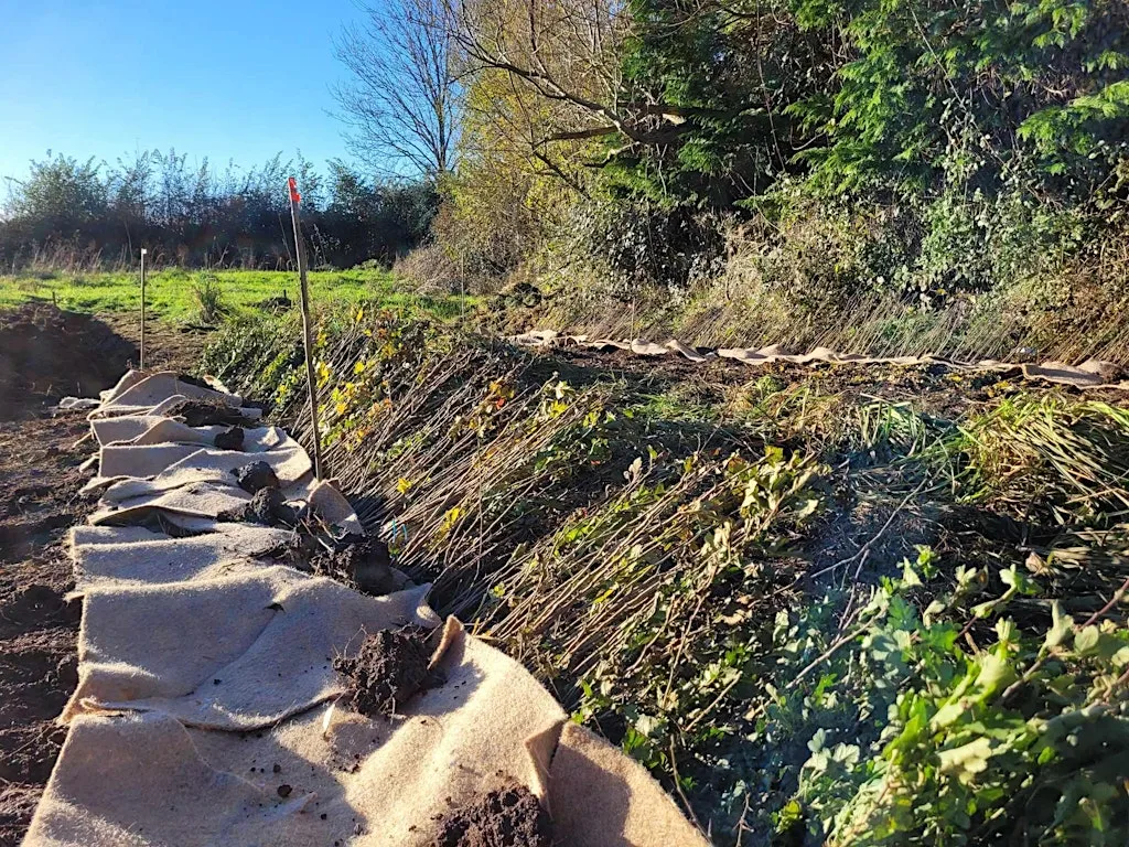 Hedgerow Mulching