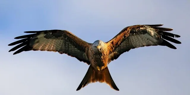 Ingrebourne birds of prey flight and talk show at Ingrebourne Valley Nature Discovery Centre