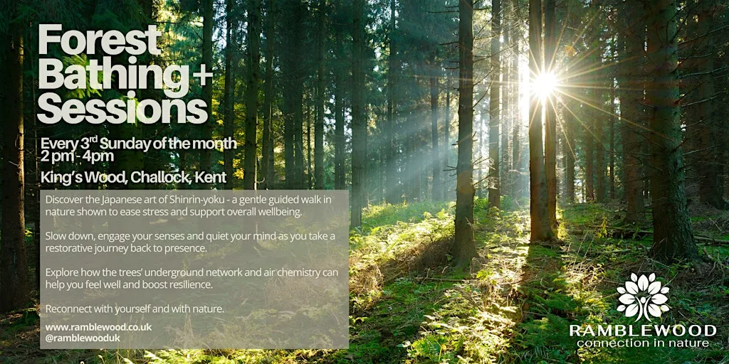 Forest Bathing+ Session - King's Wood, Challock at King's Wood, Challock