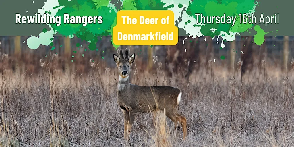 Rewilding Rangers: The Deer of Denmarkfield at Denmarkfield Allotments