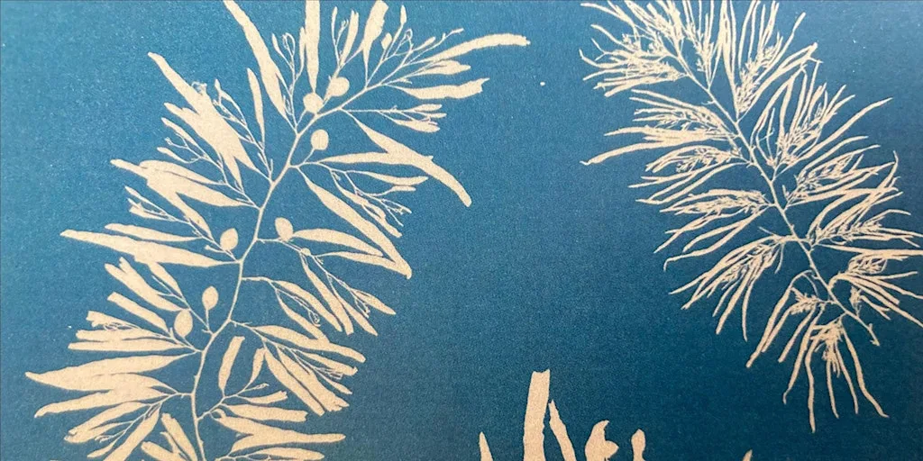 National Marine Week: Seaweed Cyanotype Printing at the Wild Seas Centre at Fine Foundation Wild Seas Centre