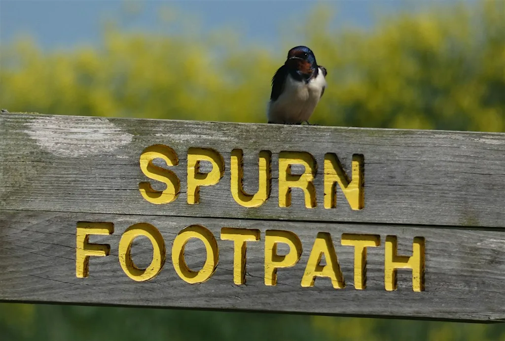 Spurn's Wild Wander