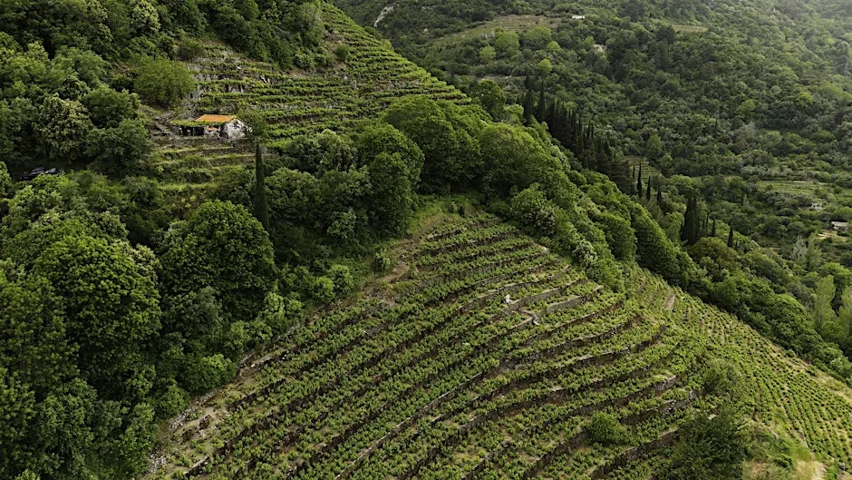 A Grape Odyssey: Greece's Lesser Known Wines at Alba x Whitechapel Gallery