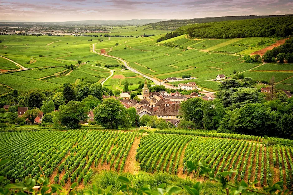 Crus of Burgundy with a Master of Wine | Amathus South Kensington