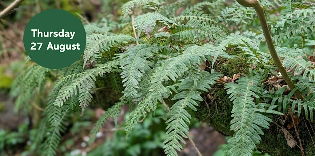 Gosforth's Wild Web: Woodland Fern Foray