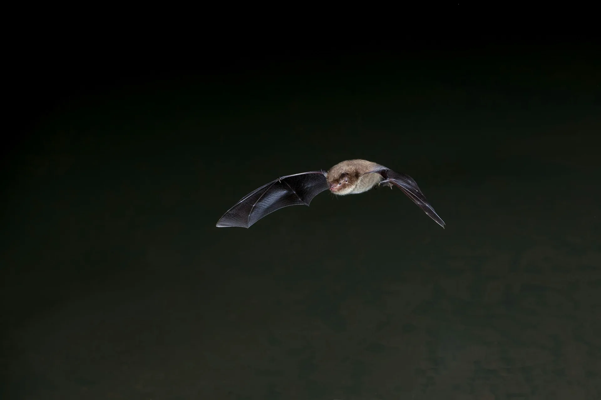 Bat Walk at The Wolseley Centre at The Wolseley Centre