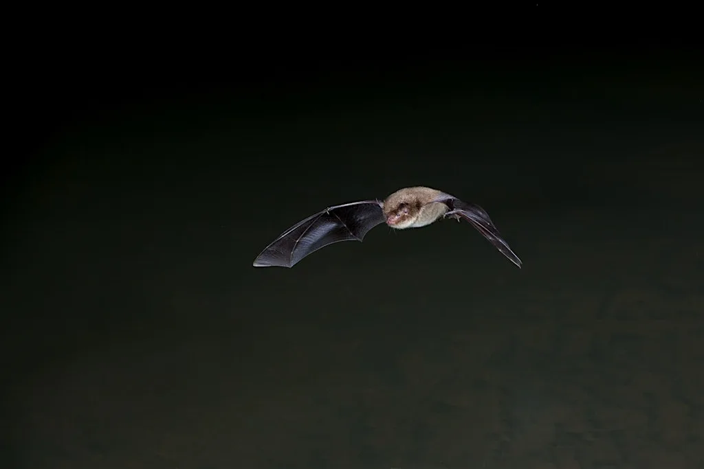 Bat Walk at The Wolseley Centre at The Wolseley Centre
