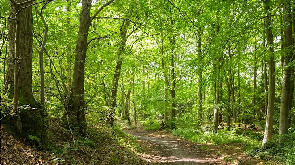Leigh Woods wildlife walk at Alpkit Bristol
