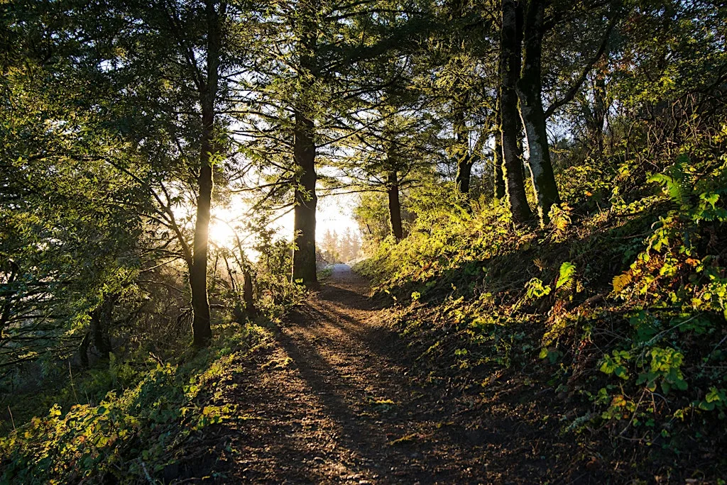Nature & Natter - 21st JULY 2026 at Harlestone Firs Forest Walk