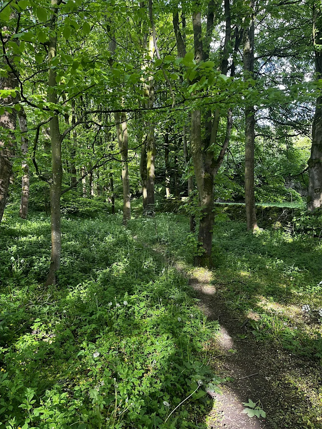 Drumming Through Nellie’s Wood