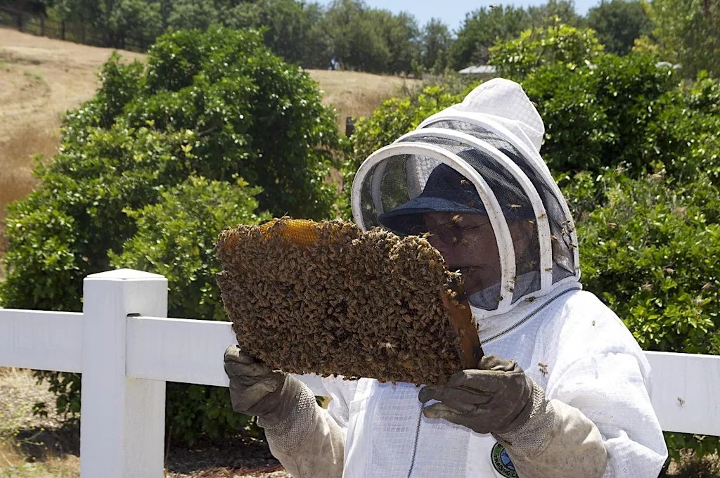 HWBKA Beekeeping Taster Day