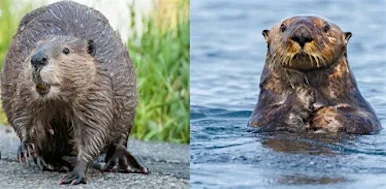Nature Kids - Otters versus beavers at Killiecrankie Visitor Centre and Jacobite Café