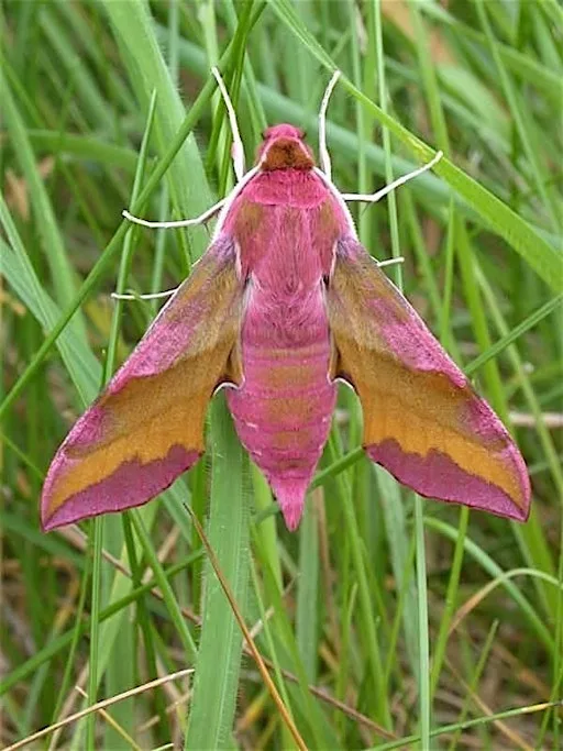 Discover the Moths of Haigh