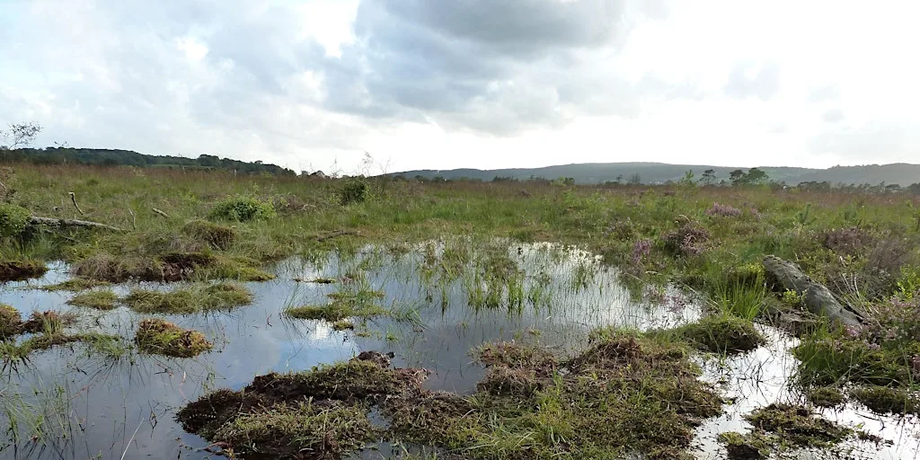 Conservation day at Meathop Moss Nature Reserve at Meathop Moss