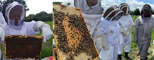 Beekeeping for Beginners