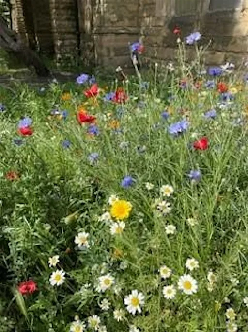Cleadon Park - Explore Wild Plants Walk at Cleadon Park Library
