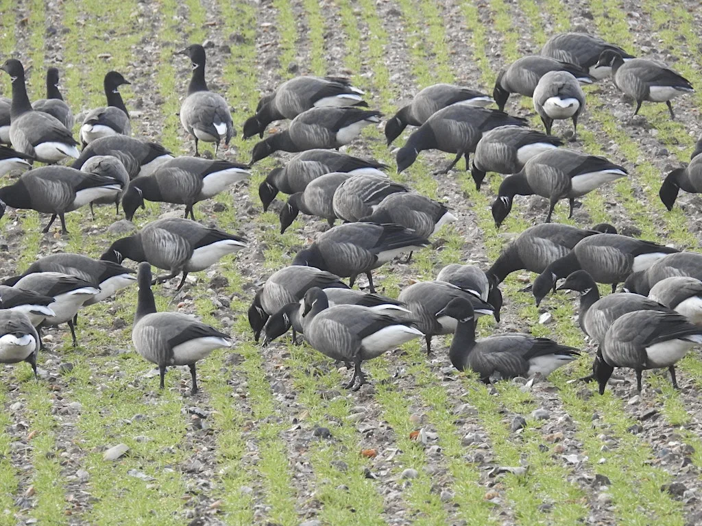 Life Changing: wildlife arrivals and departures in autumn and winter at Cley Marshes Visitor Centre