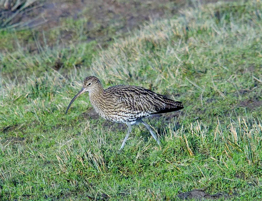 Brilliant birds (Family event) NWT Holme Dunes at Norfolk Wildlife Trust - Holme Dunes visitor centre